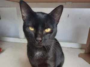 Gato raça Não tem  idade 7 a 11 meses nome Nao tem