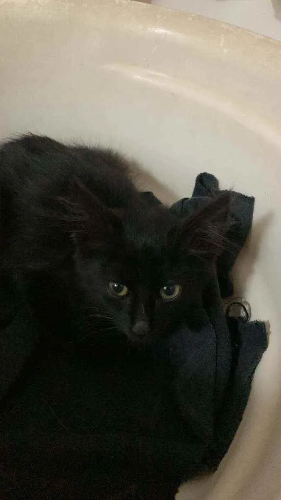 Gato ra a não sei  idade 2 a 6 meses nome jade 