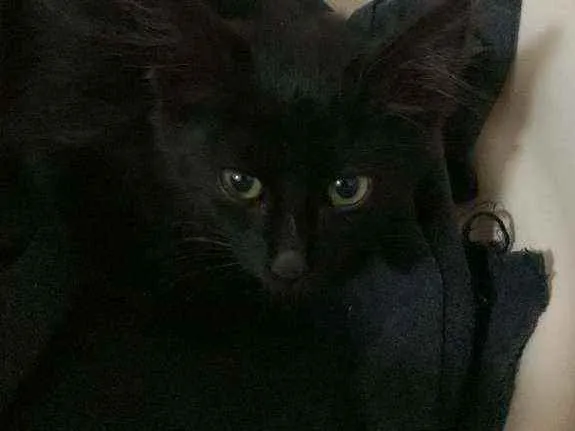 Gato ra a não sei  idade 2 a 6 meses nome jade 