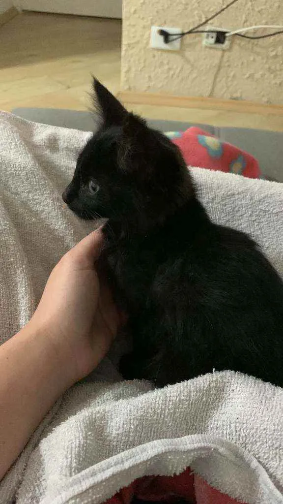 Gato ra a não sei  idade 2 a 6 meses nome jade 