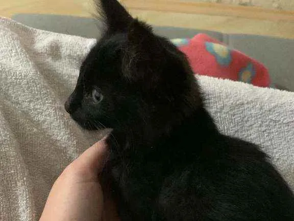 Gato ra a não sei  idade 2 a 6 meses nome jade 
