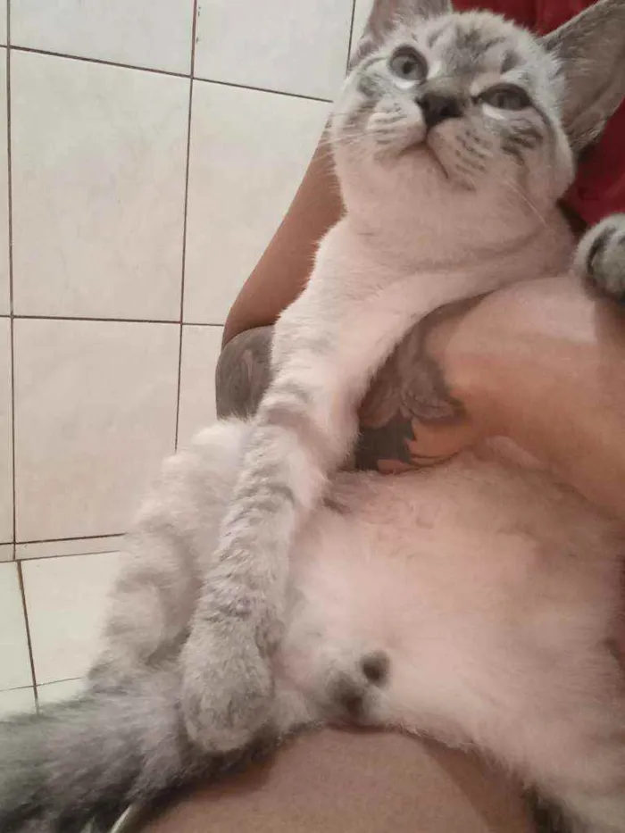 Gato raça  idade Abaixo de 2 meses nome Tel