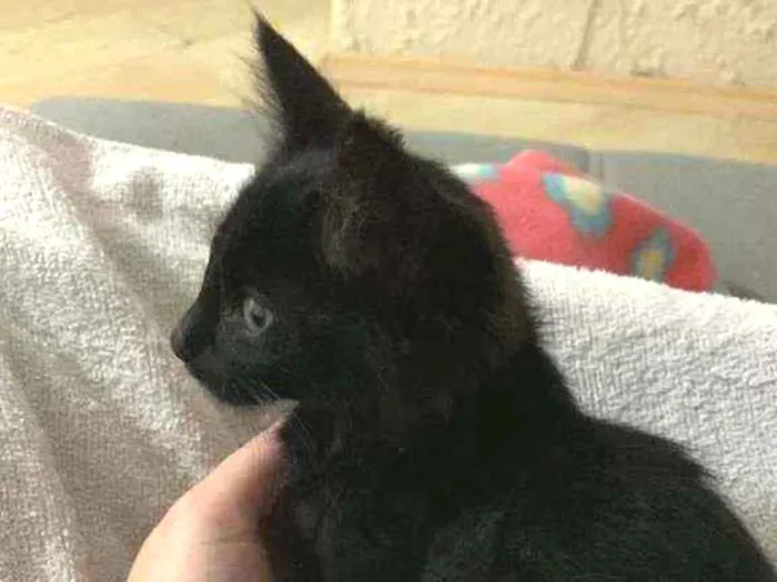 Gato ra a não sei  idade 2 a 6 meses nome jade 