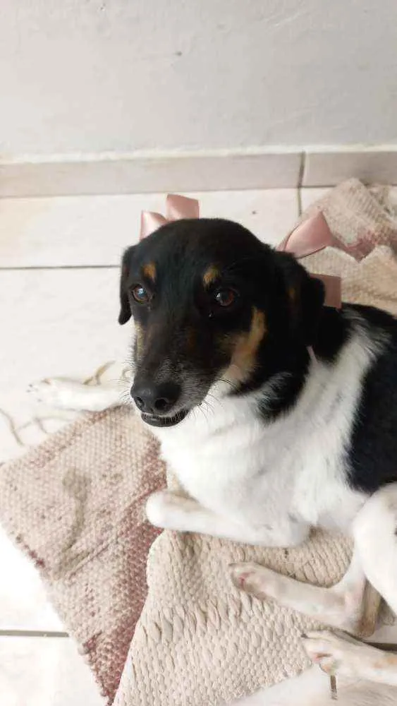 Cachorro ra a VIRA LATA idade 2 anos nome BOLA