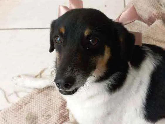 Cachorro ra a VIRA LATA idade 2 anos nome BOLA