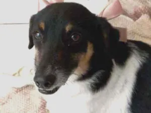 Cachorro raça VIRA LATA idade 2 anos nome BOLA