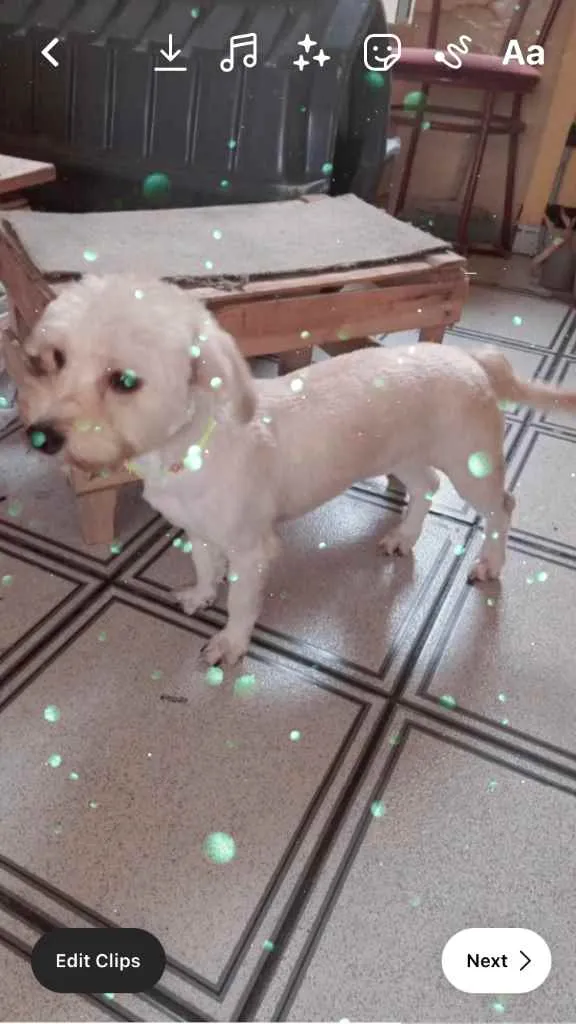 Cauã Yorkshire mix P