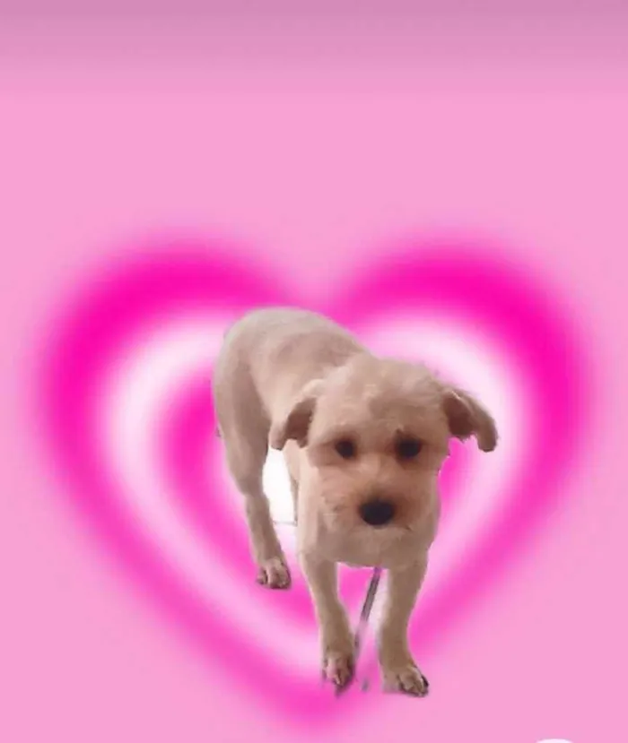 Cauã Yorkshire mix P