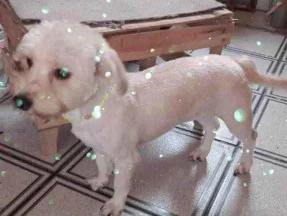 Cachorro raça Yorkshire mix Poodle  idade 7 a 11 meses nome Cauã Yorkshire mix P