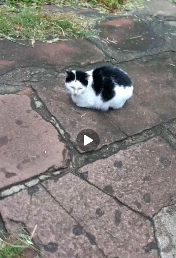 Gato ra a Srd idade 1 ano nome Gamora 