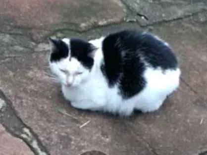 Gato ra a Srd idade 1 ano nome Gamora 