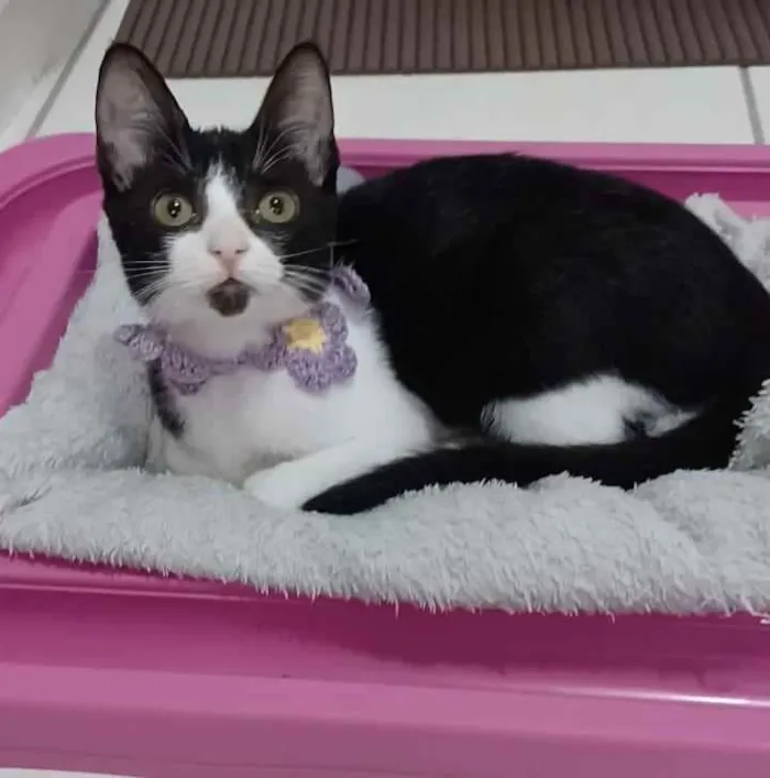 Gato ra a srd frajolinha  idade 7 a 11 meses nome * BETHÂNIA *