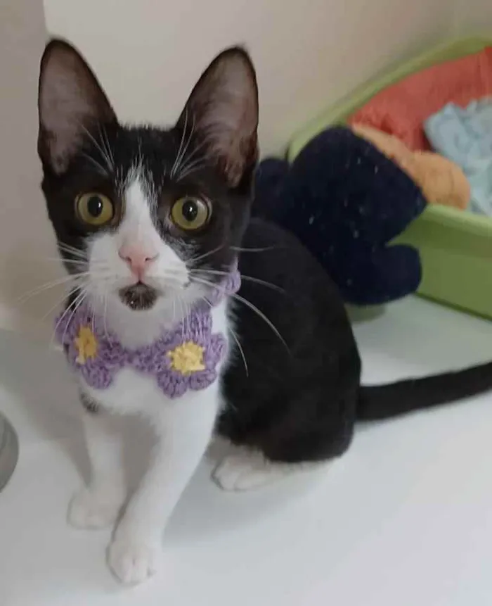 Gato ra a srd frajolinha  idade 7 a 11 meses nome * BETHÂNIA *