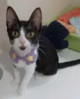* BETHÂNIA *