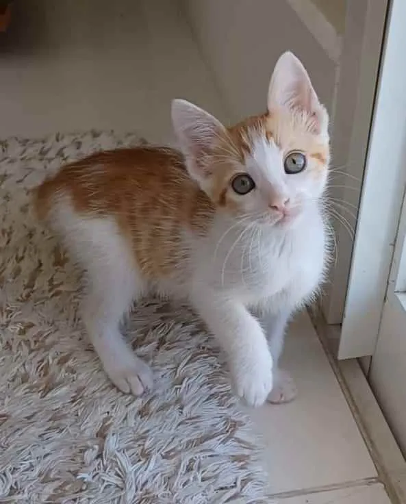 Gato ra a srd bicolor idade 2 a 6 meses nome * MILK *