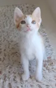 * MILK *