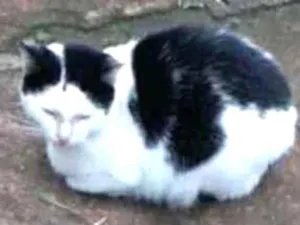 Gato raça Srd idade 1 ano nome Gamora 