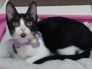 Gato raça srd frajolinha  idade 7 a 11 meses nome * BETHÂNIA *