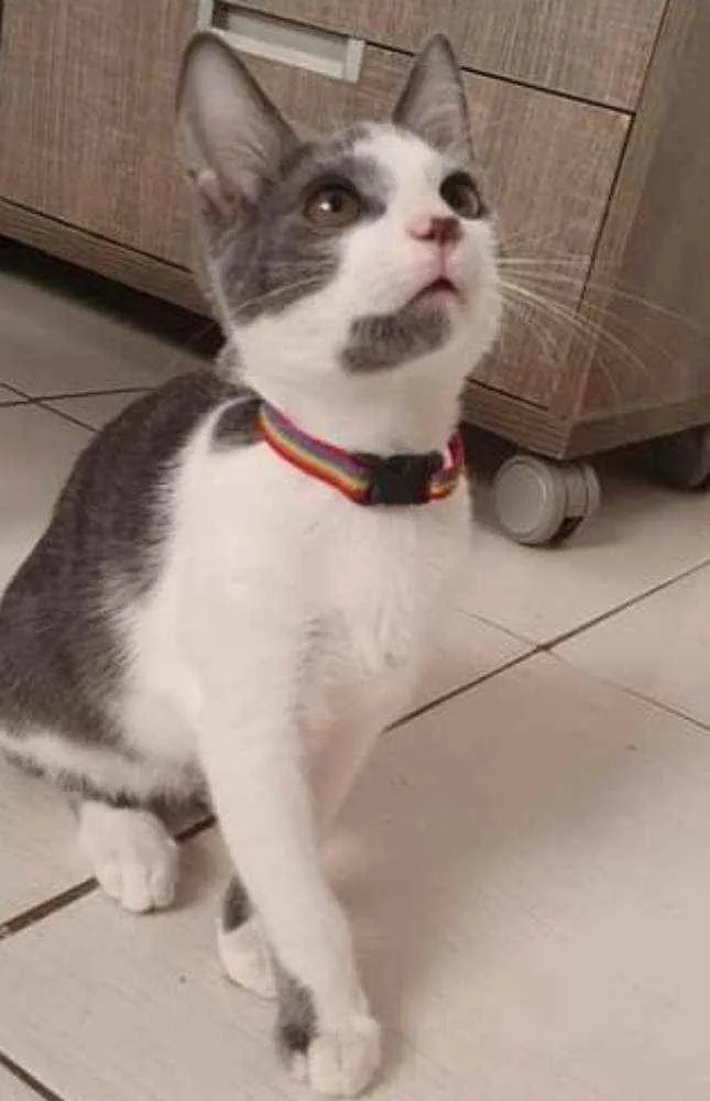 Gato ra a SRD idade 2 a 6 meses nome ...............