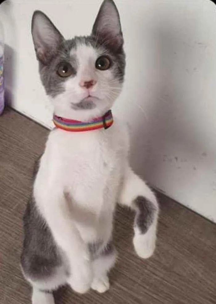 Gato ra a SRD idade 2 a 6 meses nome ...............