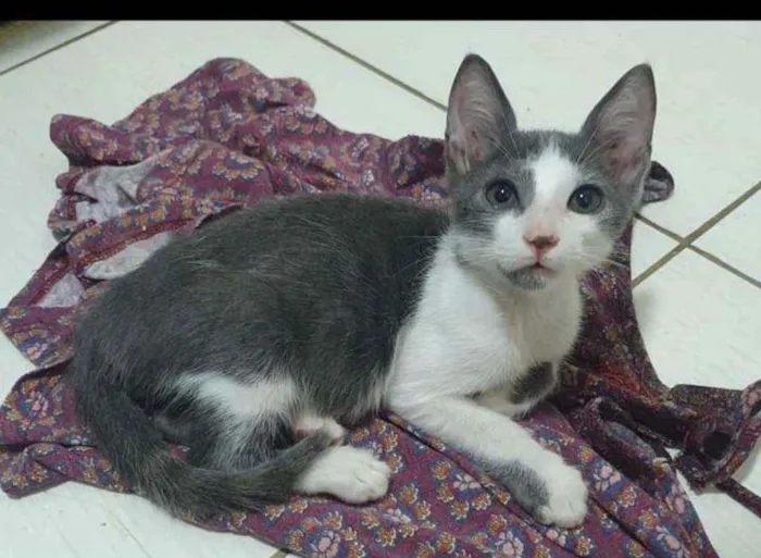 Gato ra a SRD idade 2 a 6 meses nome ...............