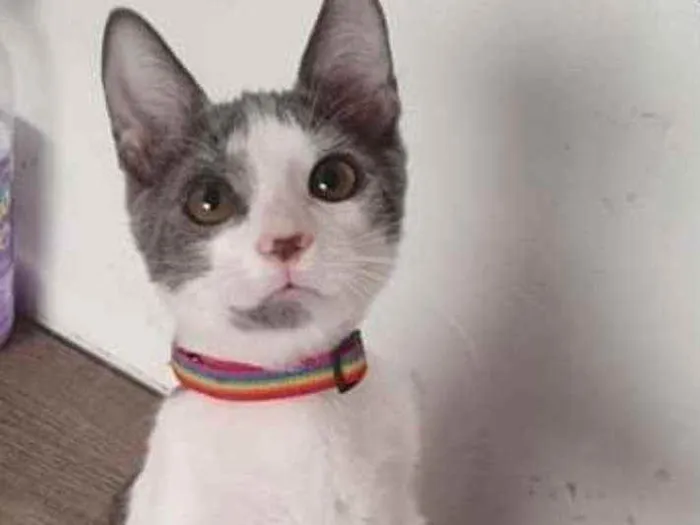 Gato ra a SRD idade 2 a 6 meses nome ...............