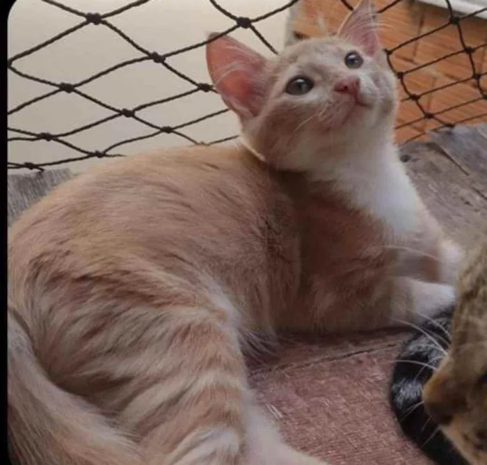Gato ra a SRD idade 2 a 6 meses nome ..
