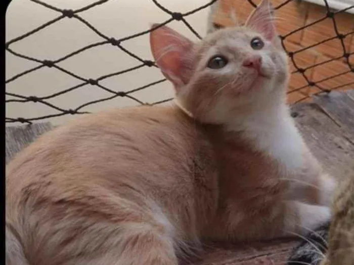 Gato ra a SRD idade 2 a 6 meses nome ..
