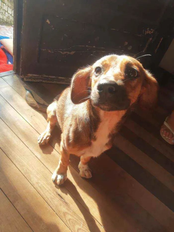 Cachorro ra a Viralata idade 1 ano nome Lua e princesa 