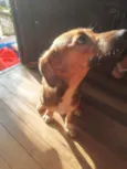 Lua e princesa