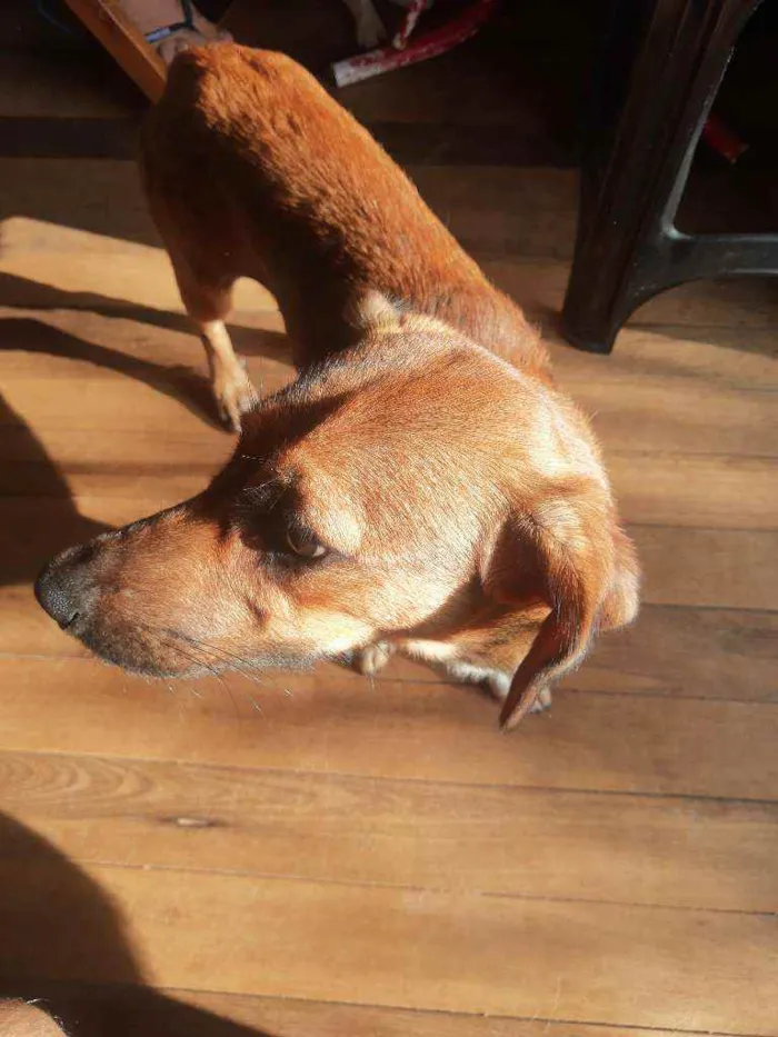 Cachorro ra a Viralata idade 1 ano nome Lua e princesa 