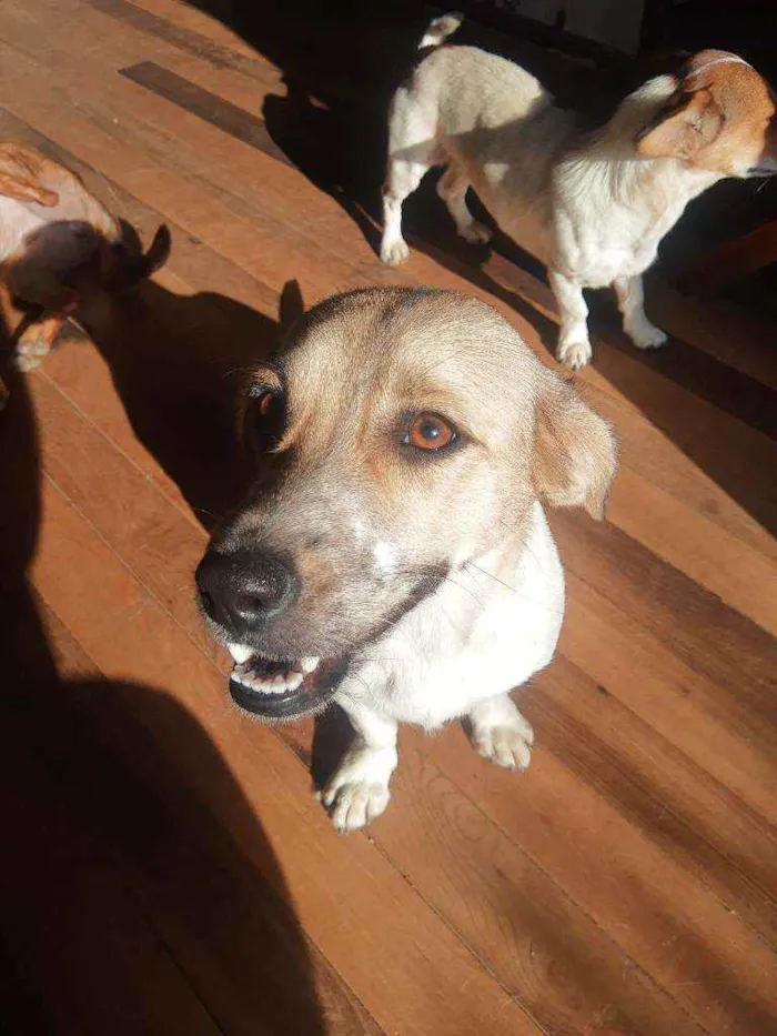Cachorro ra a Viralata idade 1 ano nome Lua e princesa 