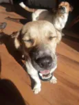 Lua e princesa
