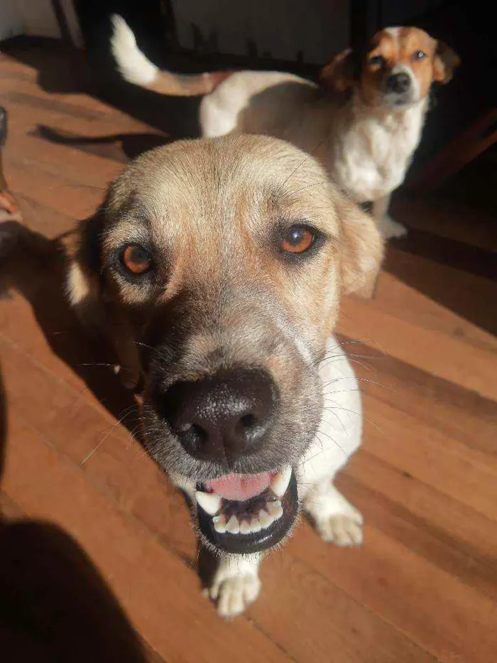 Cachorro ra a Viralata idade 1 ano nome Lua e princesa 