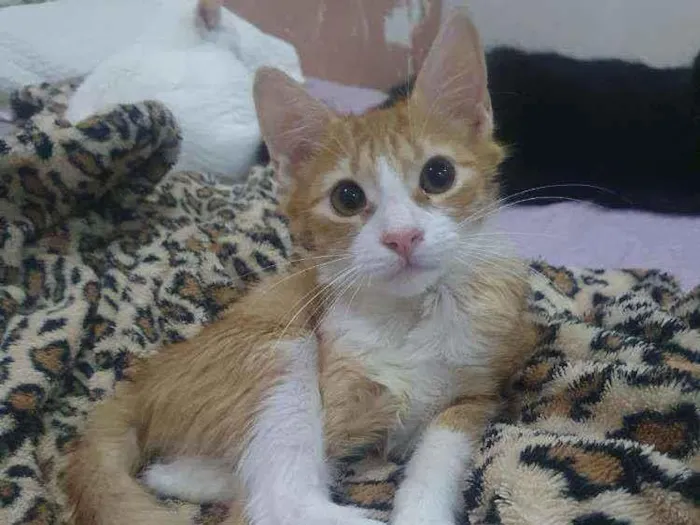 Gato ra a SRD idade 2 a 6 meses nome .