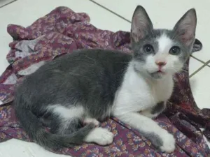 Gato raça SRD idade 2 a 6 meses nome ...............