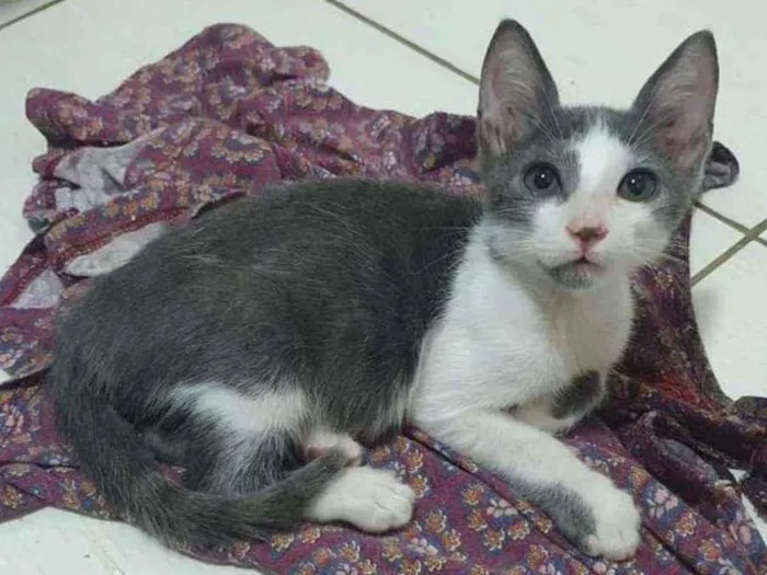 Gato ra a SRD idade 2 a 6 meses nome ...............