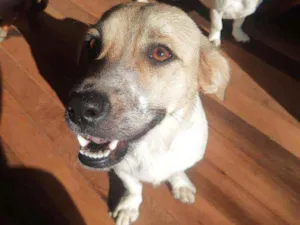 Cachorro raça Viralata idade 1 ano nome Lua e princesa 