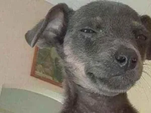Cachorro raça Srd idade 2 a 6 meses nome Mel
