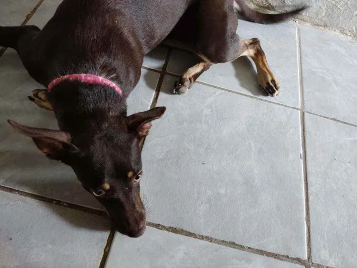 Cachorro ra a Vira lata idade 2 a 6 meses nome Nina