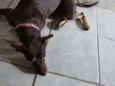 Nina