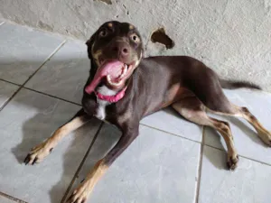 Cachorro raça Vira lata idade 2 a 6 meses nome Nina