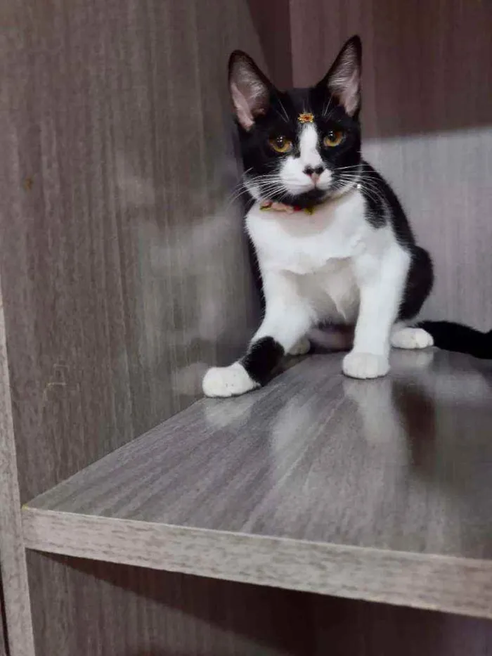 Gato raça SRD  idade 2 a 6 meses nome Juliet 