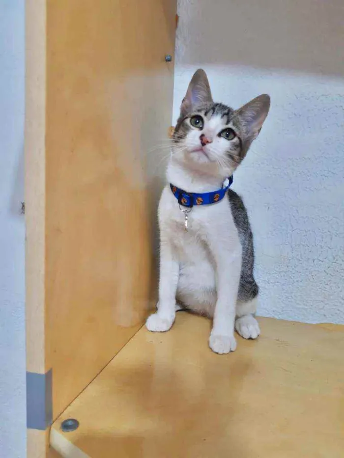 Gato ra a SRD  idade 2 a 6 meses nome Ted 