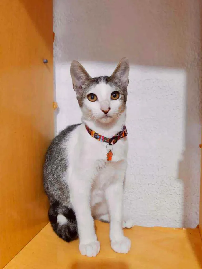 Gato ra a SRD  idade 2 a 6 meses nome Fred 