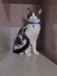 Luigi 