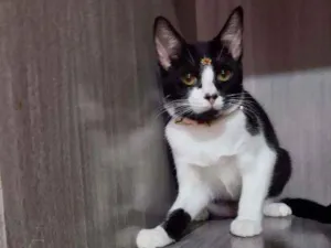 Gato raça SRD  idade 2 a 6 meses nome Juliet 