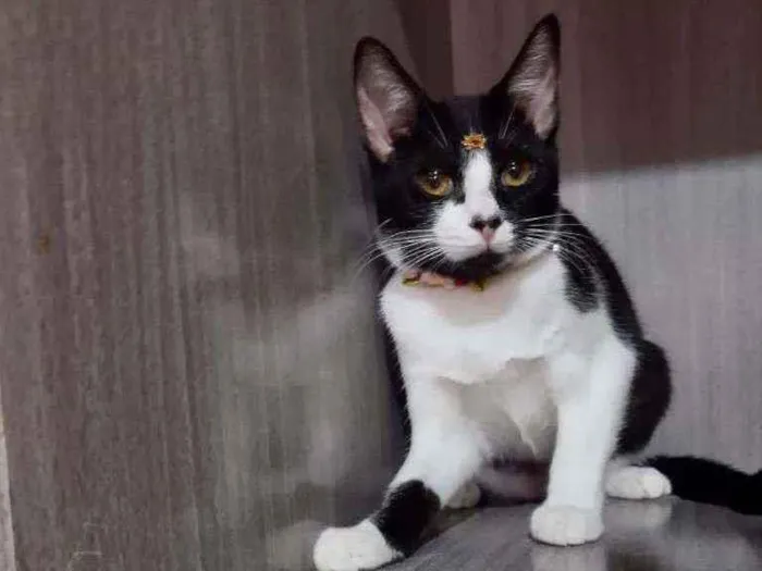 Gato raça SRD  idade 2 a 6 meses nome Juliet 