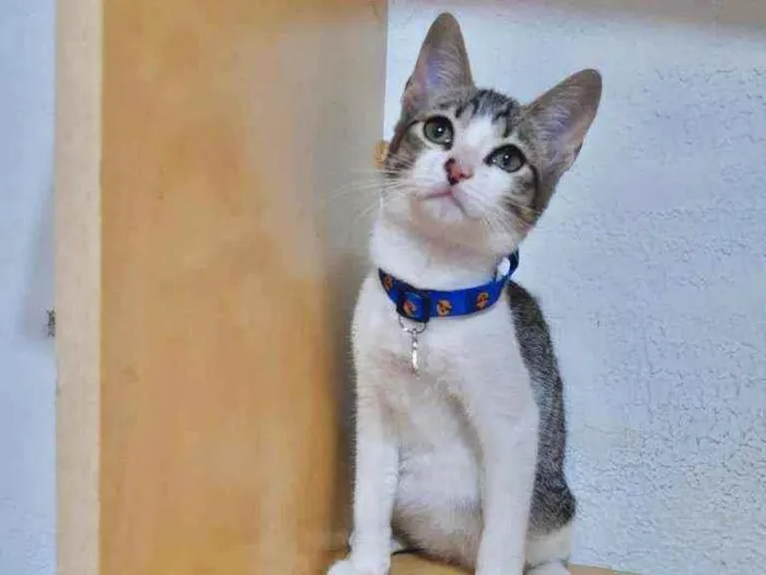 Gato ra a SRD  idade 2 a 6 meses nome Ted 