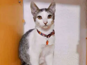 Gato raça SRD  idade 2 a 6 meses nome Fred 